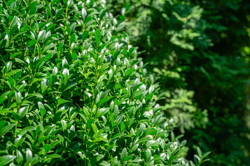 Fototapeta na wymiar Bright shiny green foliage of boxwood Buxus sempervirens as the perfect backdrop for any natural theme, summer green landscape, fresh wallpaper. There is a place for your text. Selective focus