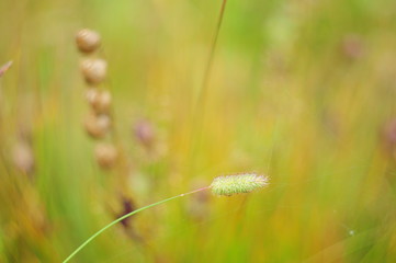 Spikelet plants in the pictures of the thickets, the background is blurred