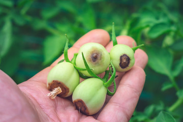 diseases of green tomatoes garden parasites