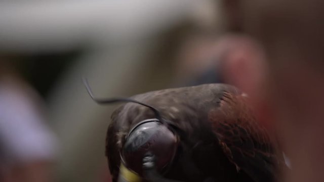 Falcon with leather head cover sitting on mans hand. Wild saker falcon with blinding helmet outdoors