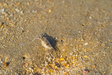 sand crab