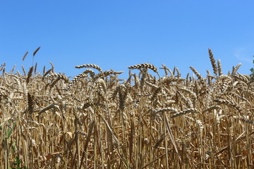 Wheat ripened in the field in summer