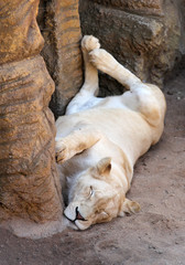 lioness is relaxing and sleeping
