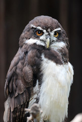 portrait of the spectacled owl