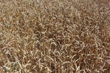 Wheat ripened in the field in summer