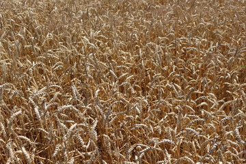Wheat ripened in the field in summer