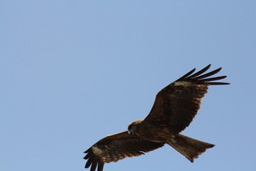 鳶