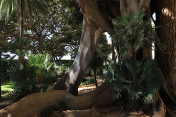 arbre remarquable à Palerme