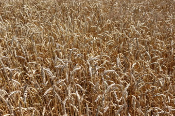 Wheat ripened in the field in summer