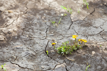 Cracked dry dirt flat surface, abstract texture, copy space background, retro pattern.