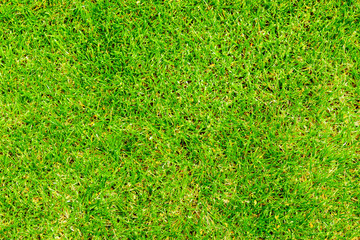 texture background of green lawn grass
