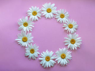 Large daisies lined up in a circle on a pink background. Frame for text. copy space.