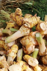 Fresh galangal for cooking in the market