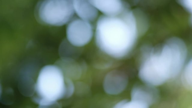 Green bokeh and out of focus background