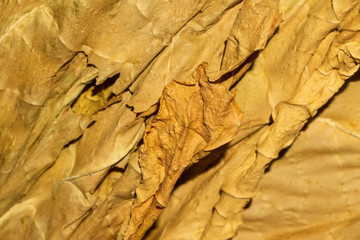 dry tobacco leaf close-up macro