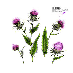 Hand drawn wild hay flower. Milk marian thistle. Medical herb. Colored engraved art. Botanical illustration. For cosmetics, medicine, treating, aromatherapy, nursing, package design field bouquet - 280413498
