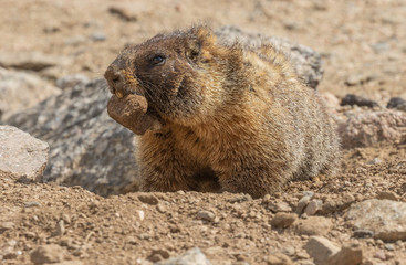 Cute Yellow Bellied Marmot