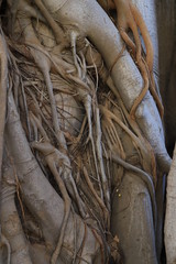 arbre remarquable à Palerme