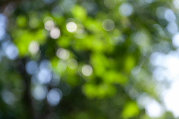 Obraz premium Nature abstract background
