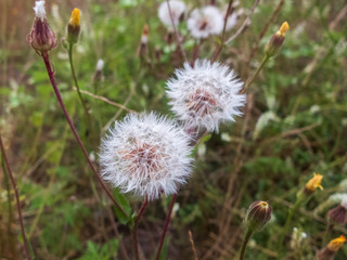 Close-up of white dandelion flowers against blurred floral background