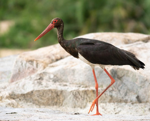 Black Stork