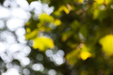 Nature abstract background