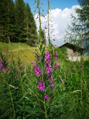 Fiori viola di montagna