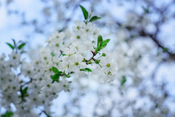 white cherry blossoms blossom tree on natural blue sky background