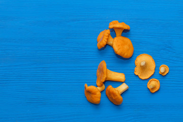 Fresh forest mushrooms chanterelles on a beautiful blue wooden background.
