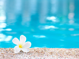Fototapeta na wymiar white plumeria flower fall on the ground nearby swimming pool.