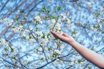 white cherry flowers holding woman's hand