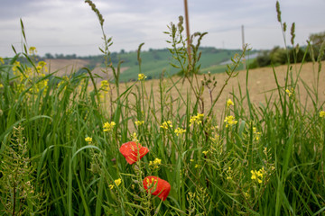Landscape of Marche