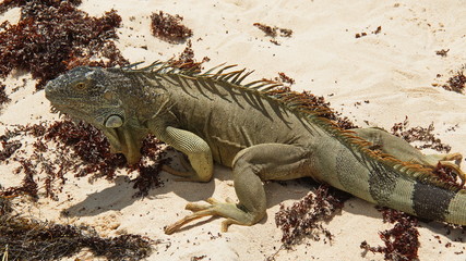 Big Iguana lizard on the island Johnny Cay near San Andres in Colombia