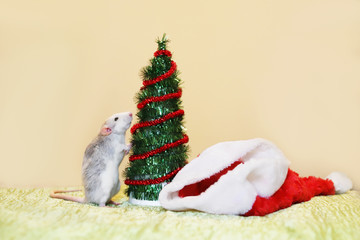 A rat is standing near the Christmas tree. Symbol of the Chinese New Year 2020. Eastern Horoscope. Copy space