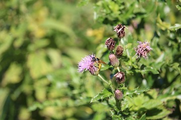 a wasp on a purple plant blossom