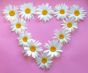 Large daisies laid out in the form of a triangle on a pink background. Frame for text. Pink triangle lesbian symbol.