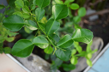 Kaffir lime leaves from the beginning
