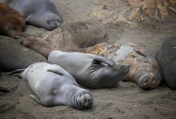 Female Elephant Seals Sleep and Scratch on California Beach