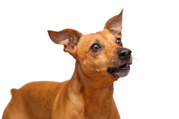 Young dog breed the zwergpinscher is asking for food from the owner. Isolated on white background. Focus concept