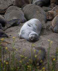 Smiling Elephant Seal with Gray Fur on Sandy Beach