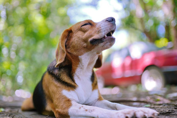 A cute beagle dog yawning while lying outdoor  in the park .