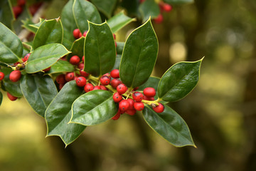 Decoration of hollies, berries. Freshly cut holly branch as holiday decor with defocused christmas...