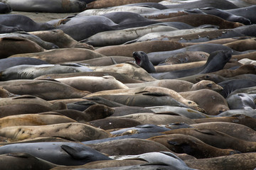 Lone Female Elephant Seal Yells over Group of Sleeping Seals on Beach