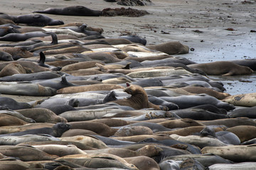 Elephant Seals on Beach Yell at Each Other