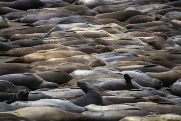 Single Elephant Seal with Molting Face among Beach Full of Sleeping Seals