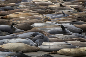 Full Beach of Elephant Seals Sleeping with Variety of Colors and Expressions