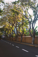 Fototapeta premium morning street in Funchal