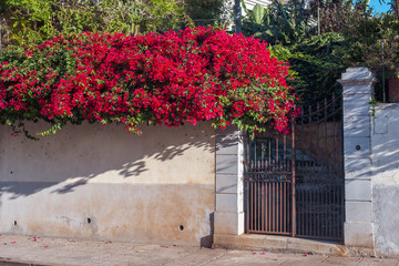 Fototapeta na wymiar red blossom bush