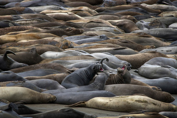 Fototapeta premium Northern Elephant Seals Cover Beach in California