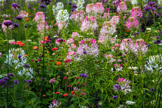 Wildblumenbeet